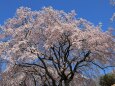 枝垂れ桜-1