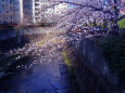 石神井川と桜～2023