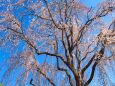 古河公方公園のしだれ桜