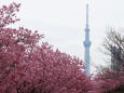 汐入公園の陽光桜とスカイツリー