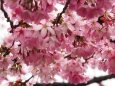 隅田公園の陽光桜