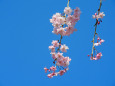 桜の季節 3 枝垂れ桜