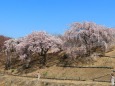 見事な枝垂れ桜