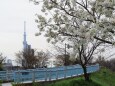 汐入公園の大島桜とスカイツリー
