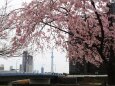 瑞光橋公園のしだれ桜