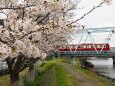 多摩川の桜と京急電車