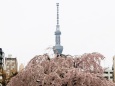 浅草寺のしだれ桜とスカイツリー