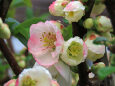 雨に濡れる木瓜の花