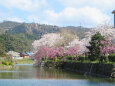 桜の季節 7