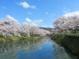 桜の季節 8 お堀に映るサクラ