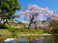 小石川後楽園のしだれ桜