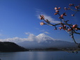 富士山に桜咲く