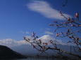 富士山に桜蕾