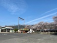 桜の咲く駅