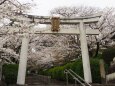 春の宗忠神社