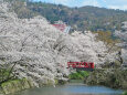 桜の季節 12 鹿野城趾