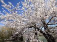 桜の季節-1