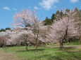 桜の季節 5 2023年