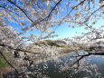 桜の季節-2
