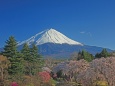 枝垂桜の富士