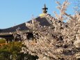 春の清水寺