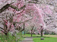 桜の季節 16 枝垂桜のトンネル