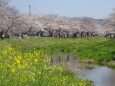 桜並木の草場川
