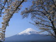 桜に包まれた富士山