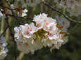桜の季節 17