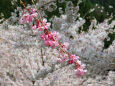 桜の季節 20 枝垂れ桜