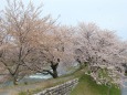 桜の季節 13 川の流れのように