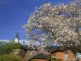 修道院の桜