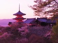 春の清水寺の夕景