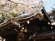 春の平野神社