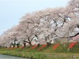 桜の季節 18 なんと綺麗な並木道