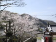 満開の桜と寺2