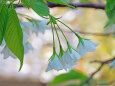 桜の季節 24 白いサクラ