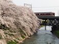京都伏見の桜と近鉄電車