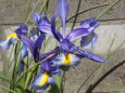 庭先の紫の花
