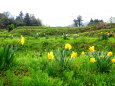 水仙が咲いている緑の丘