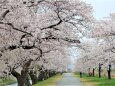 桜の季節 27 2023年 これぞ満開