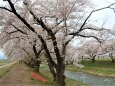 桜の季節 28 2023年 The・さくら