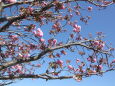 もう少しで満開の桜