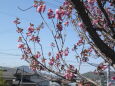 青い空と桜一枝