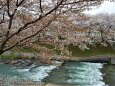 桜の季節29 川の流れと山桜？ 