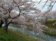 桜の季節30 ああ 川の流れのよに