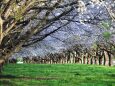 水沢競馬場の桜並木