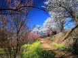 春の花見山