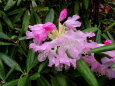 春雨に可憐なシャクナゲの花