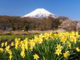 忍野村の水仙と富士山